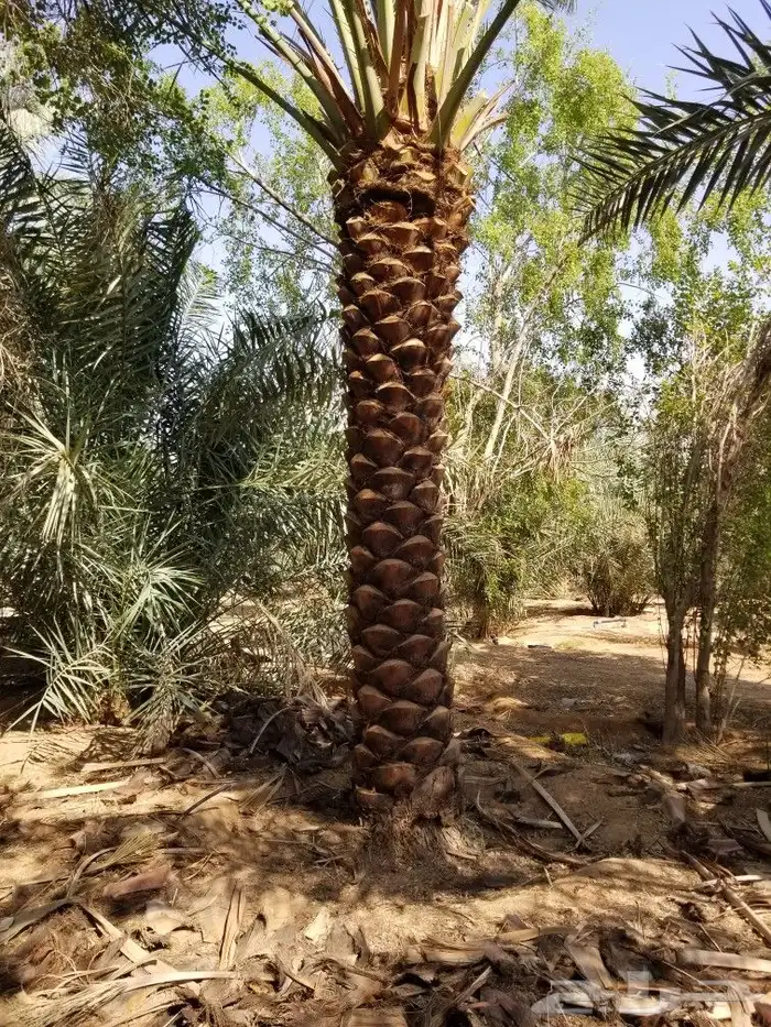 نخل اخلاص اربعه متر 5