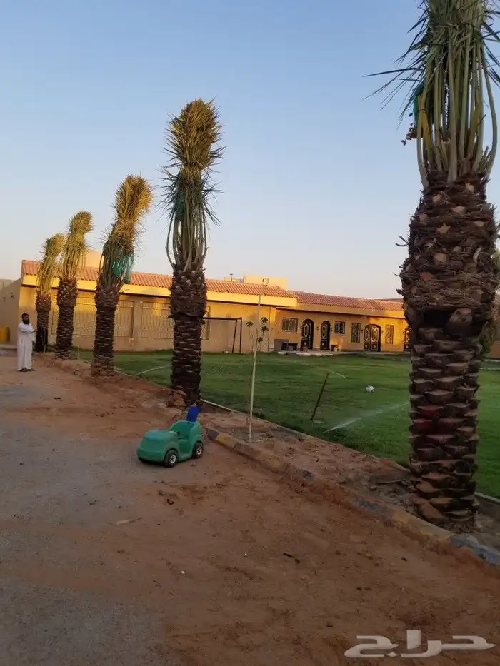 نخل اخلاص اربعه متر 0