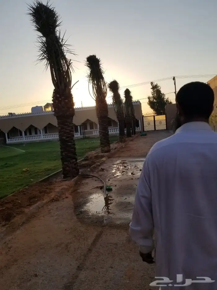 نخل اخلاص اربعه متر 6