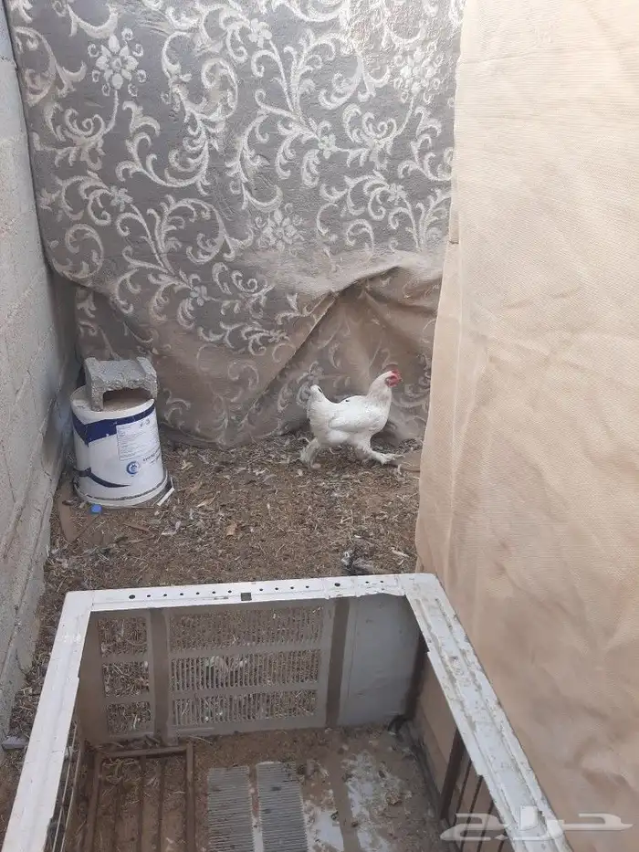 بط مصري 5