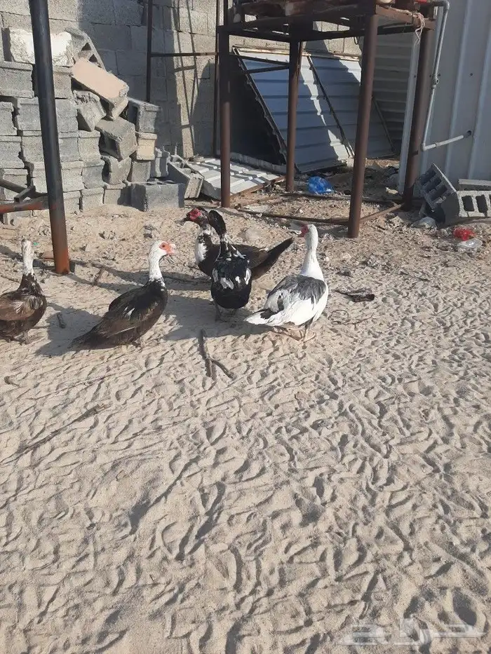 بط مصري 0