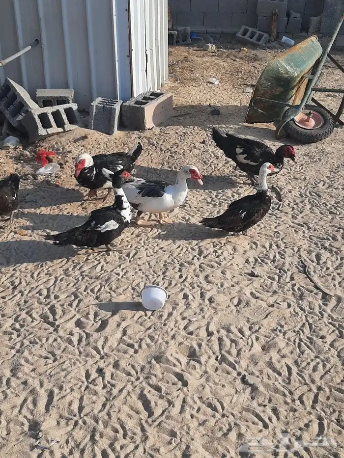 بط مصري 2