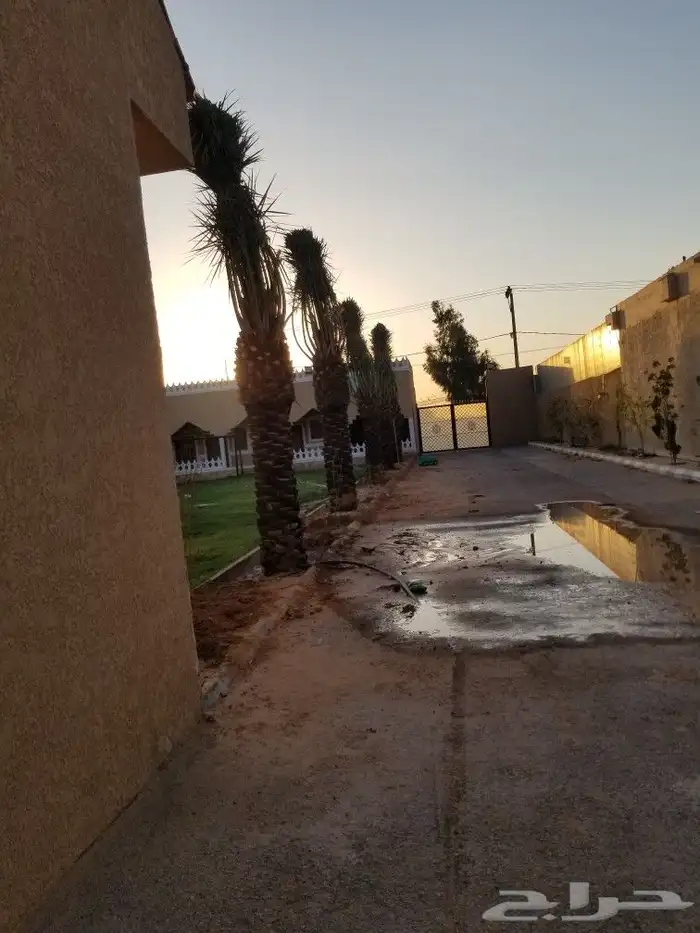 نخل اخلاص اربعه متر 2