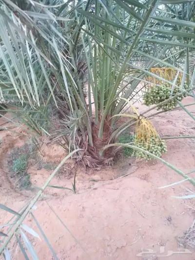 نخل للبيع جميع النواع انخل العربي والمقاسات النواع سكري إخلا 0
