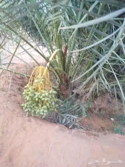 نخل للبيع جميع النواع انخل العربي والمقاسات النواع سكري إخلا 1