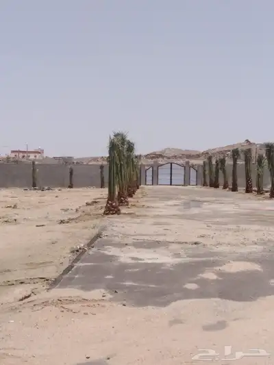 نخل للبيع جميع النواع انخل العربي والمقاسات النواع سكري إخلا 4