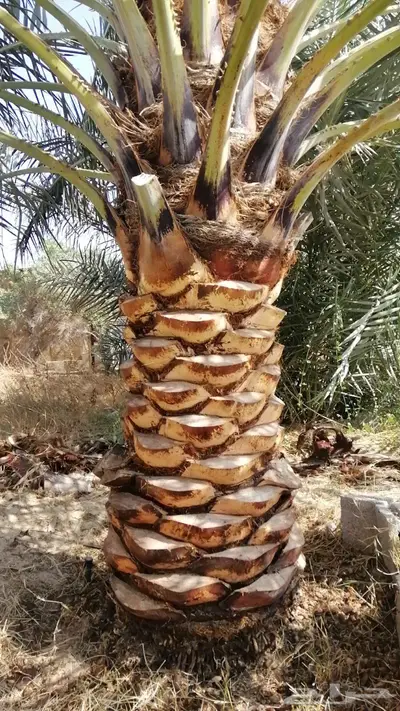 سعودي متخصص في تنظيف النخيل وزراعتها 3