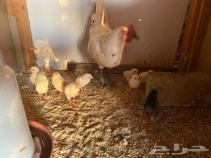 دجاجه بلدي مع فروخها. ( تم البيع ) 2