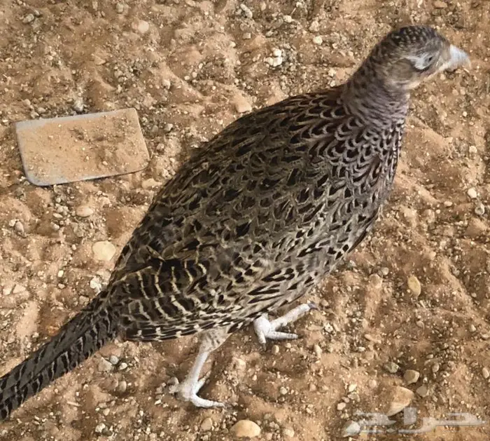 طير الفزن الأمريكي 6
