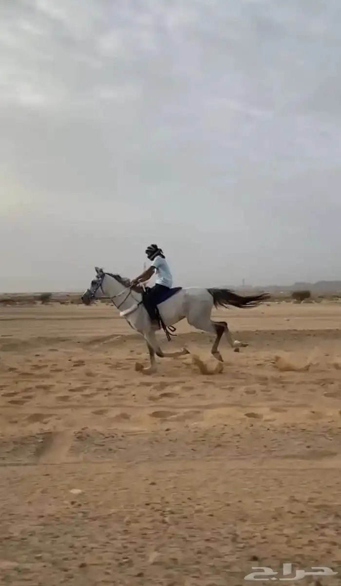 حصان شعبي 3