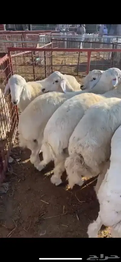 حري نجد سواكن تربية الطآيف ويوجد توصيل 7