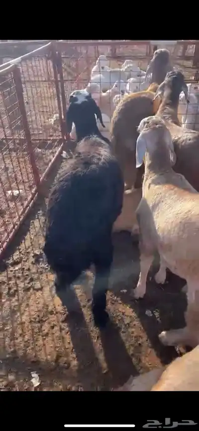 حري نجد سواكن تربية الطآيف ويوجد توصيل 3