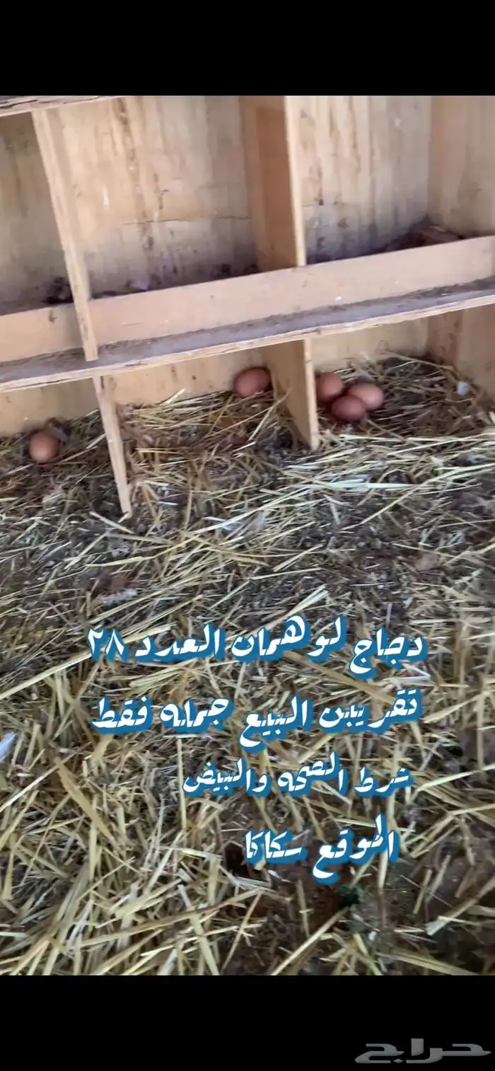 دجاج لوهمان 1