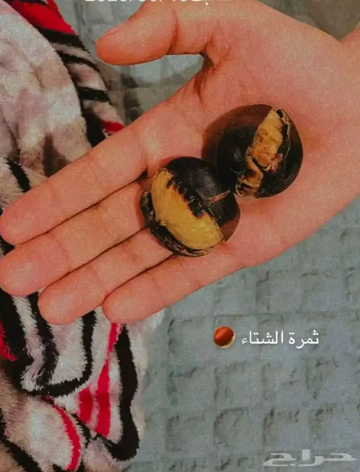 كستناء تركية ابو فروة مستوردة (مشروط لو ما ناسبك استرجعه). 13