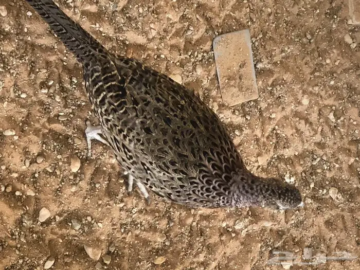 طير الفزن الأمريكي 7
