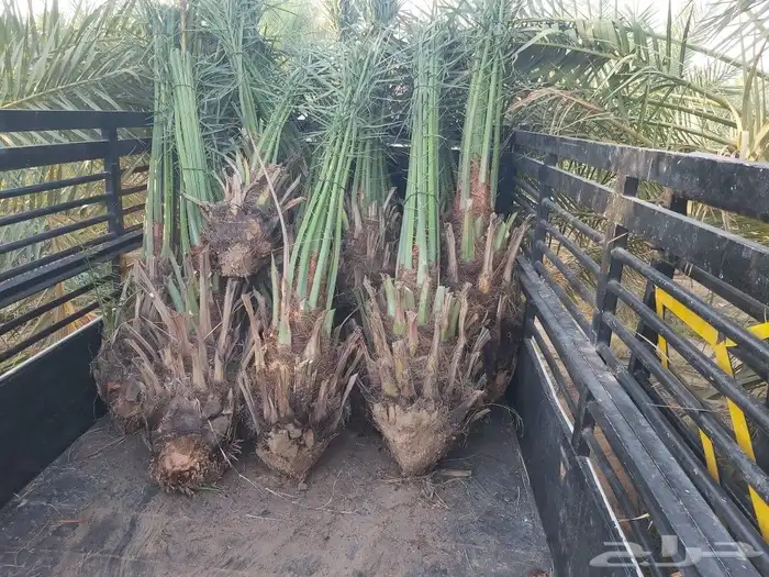 يوجد لدينا جميع انوع النخيل فروخ ونقايل نتوجد في حفر الباط 3