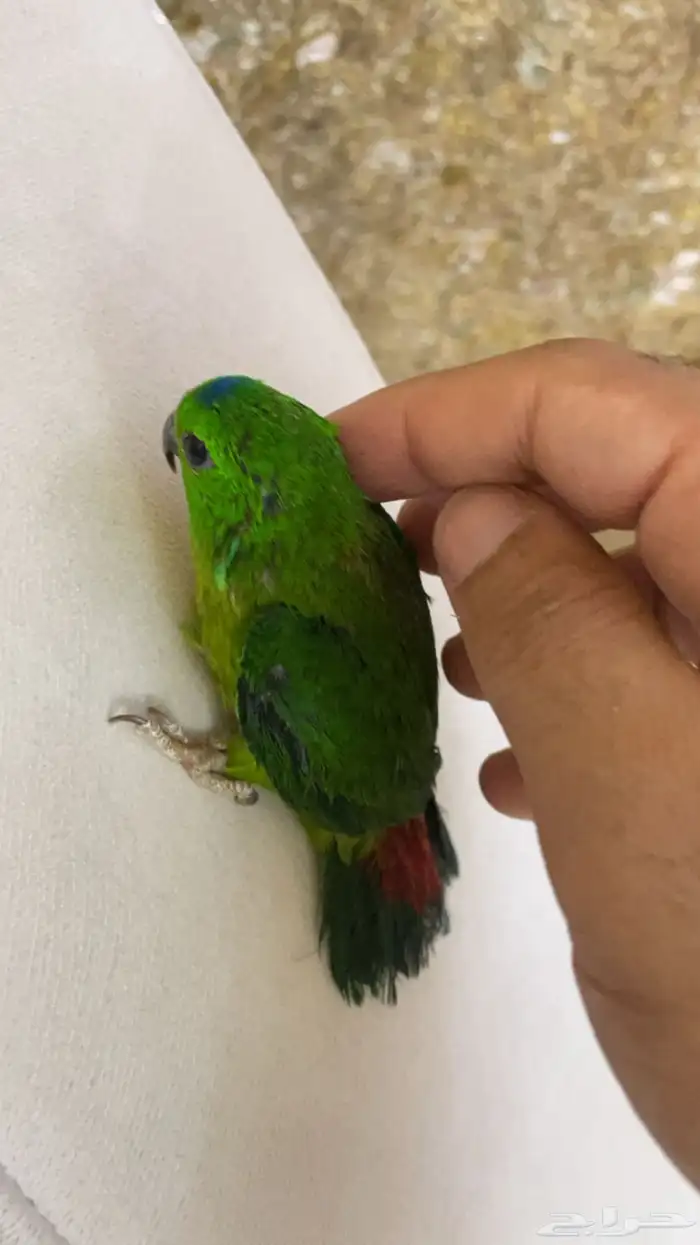 انثى ميني لوري نادره ومميزه 3