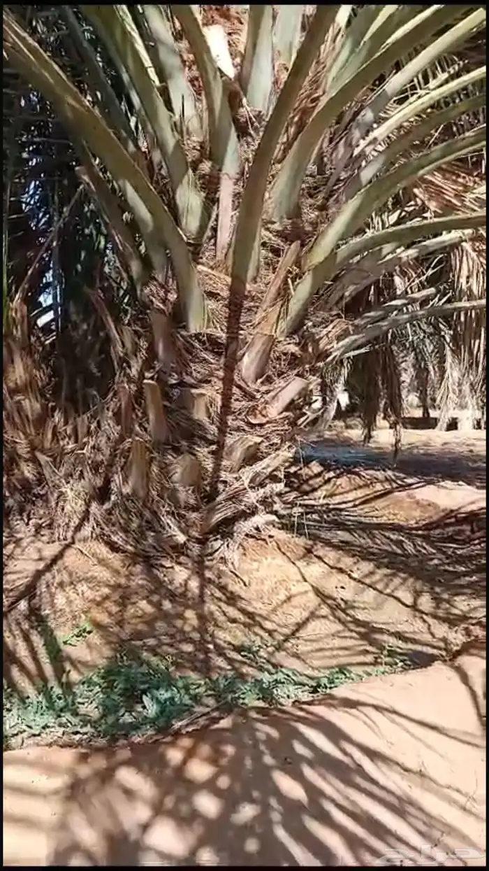 فروخ نخل خلاص ونوايع البيع من المالك مباشرة 9