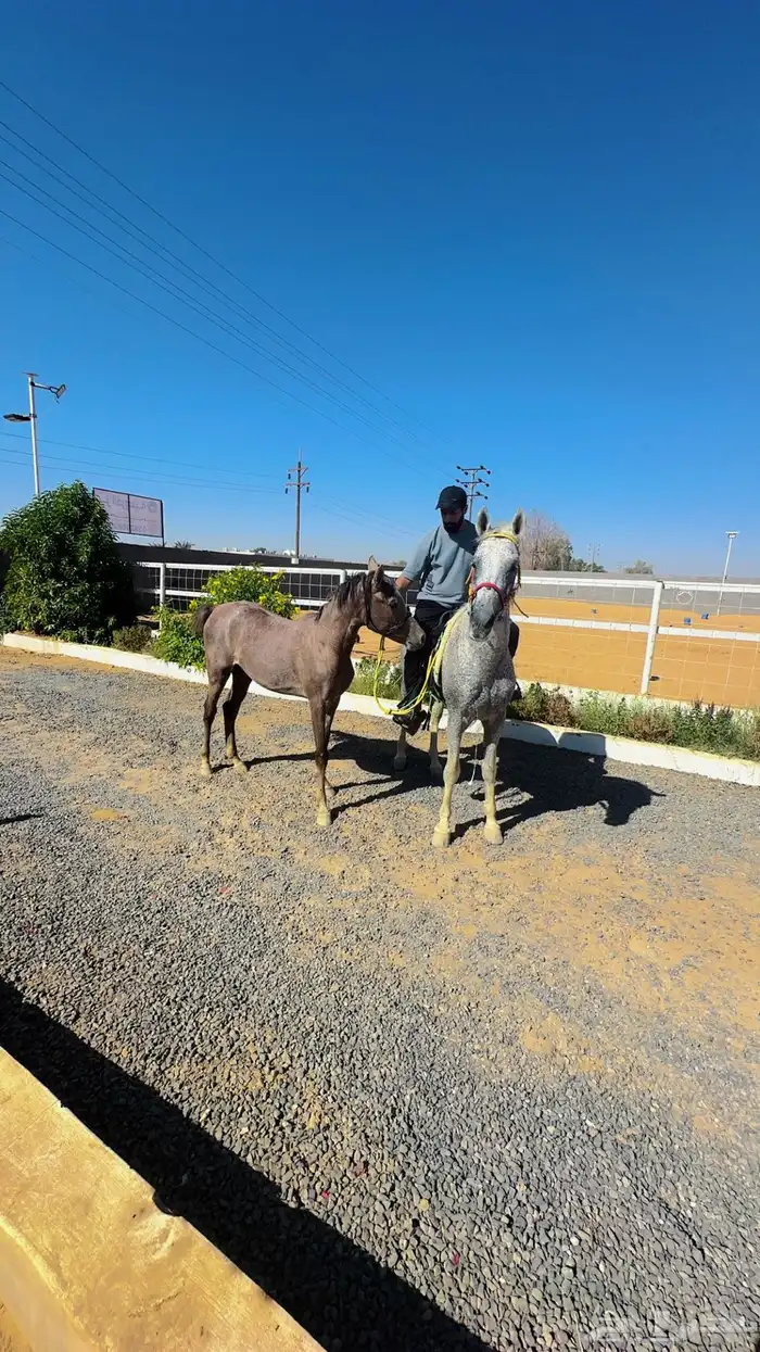 عسف -وترويض الخيل -بالطريقه العربية- الكر والفر 3