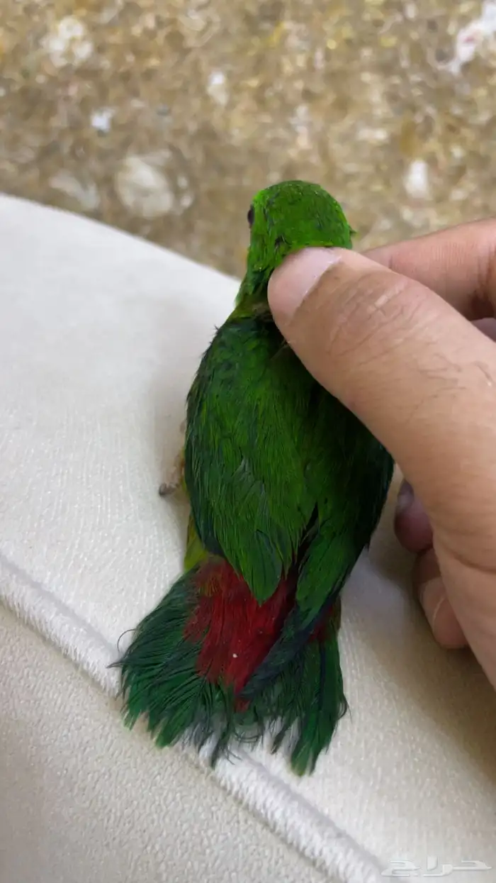 انثى ميني لوري نادره ومميزه 4