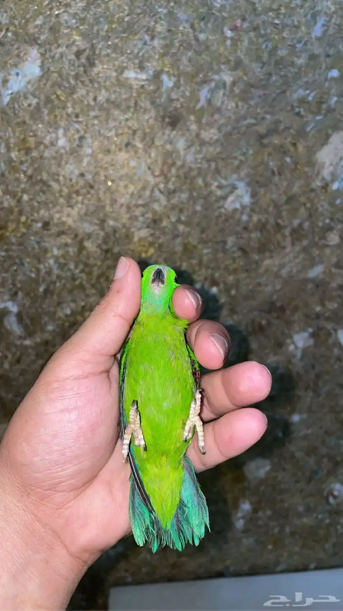 انثى ميني لوري نادره ومميزه 2
