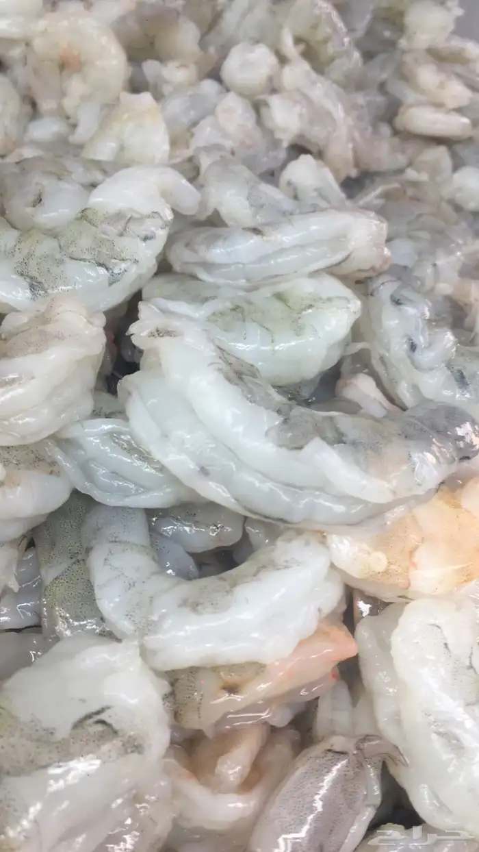 سمك بحري يومي 11