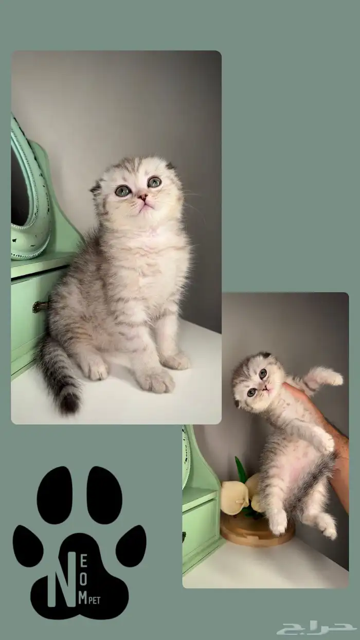 سكوتش ستريت فولد قطط للبيع الرياض شيرازي هملايا انثى ذكر بسه 3