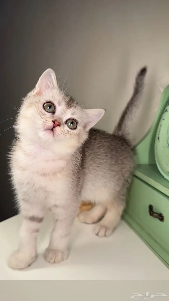 سكوتش ستريت فولد قطط للبيع الرياض شيرازي هملايا انثى ذكر بسه 0