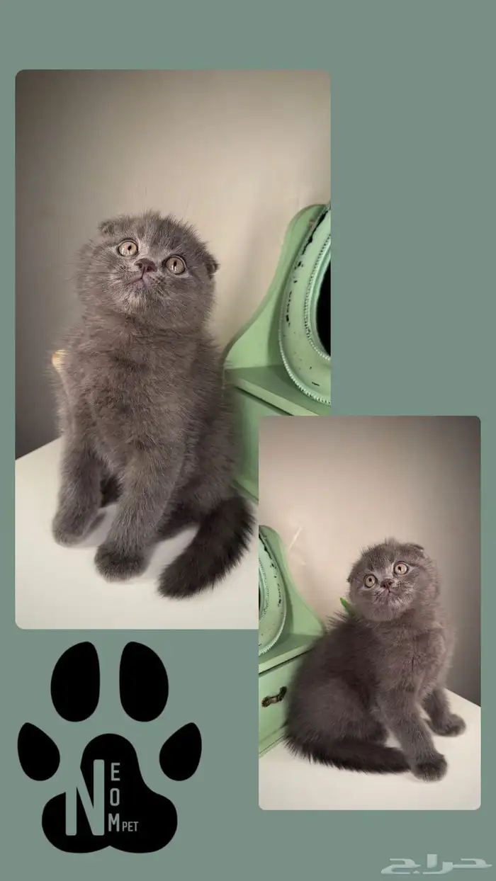 سكوتش ستريت فولد قطط للبيع الرياض شيرازي هملايا انثى ذكر بسه 2