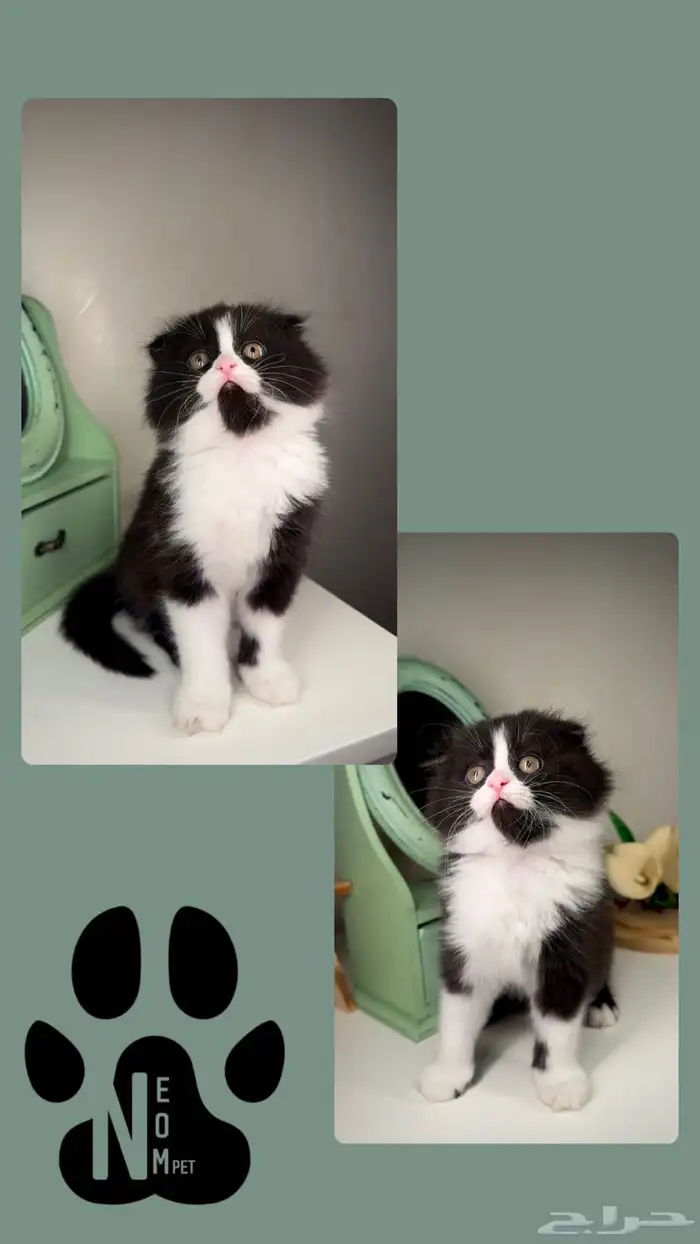 سكوتش ستريت فولد قطط للبيع الرياض شيرازي هملايا انثى ذكر بسه 4