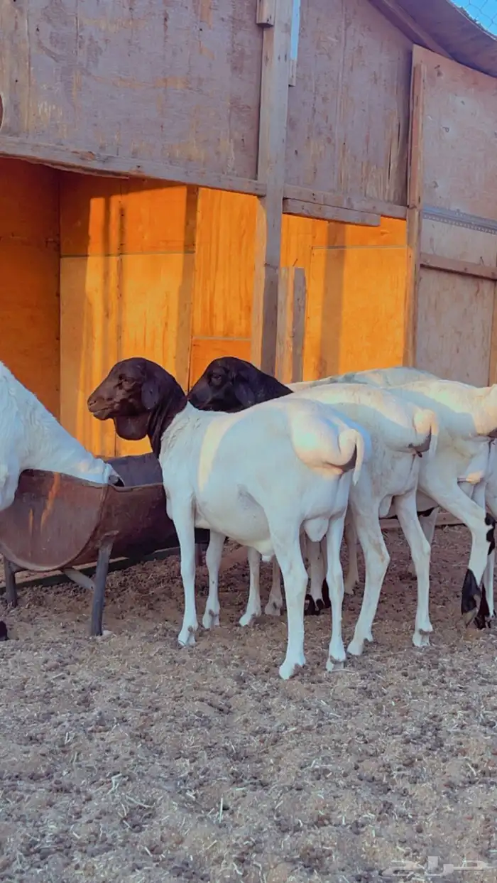 طليان برابر مرابي3 شهور 3