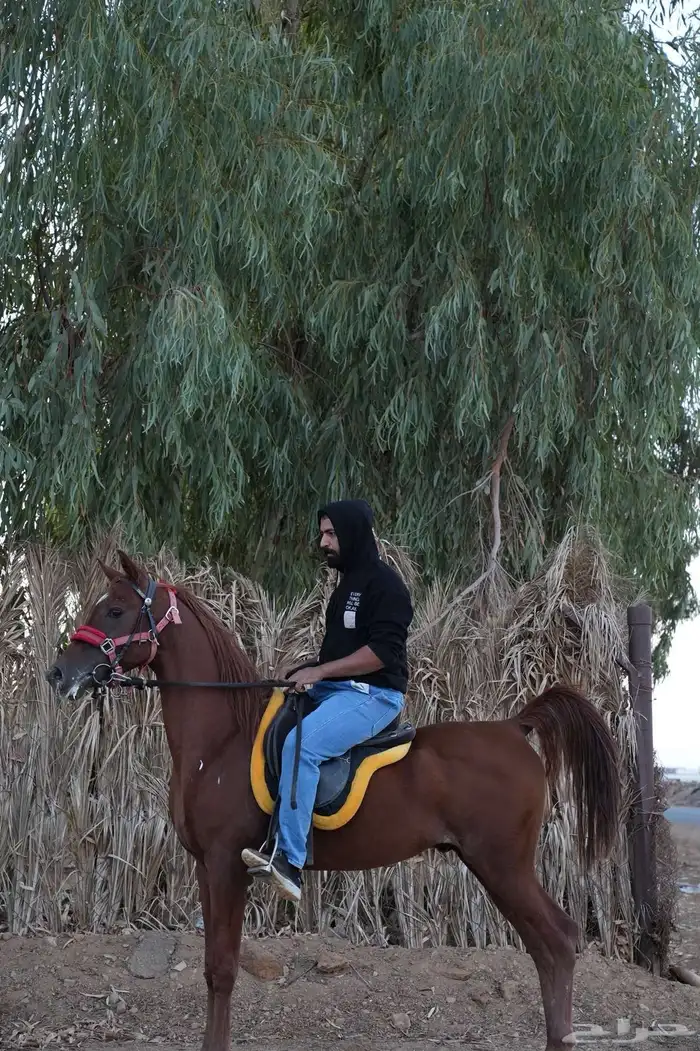 عسف -وترويض الخيل -بالطريقه العربية- الكر والفر 0