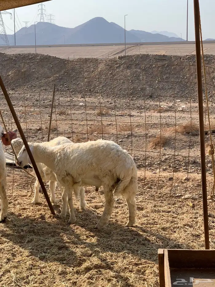 ذبايح حري للبيع 2
