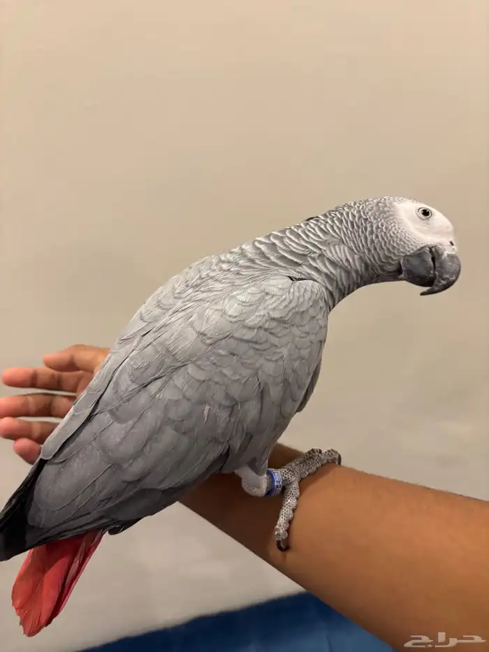 كاسكو اليف و متكلم في الوجه و على اليد الطير تم البيع 6