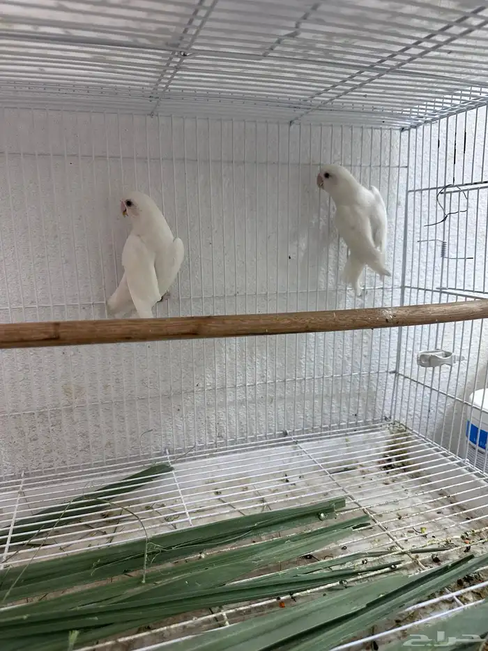 جوز روز البينو 3