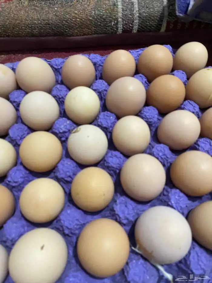 بيض دجاج تركي ولوهمن 0