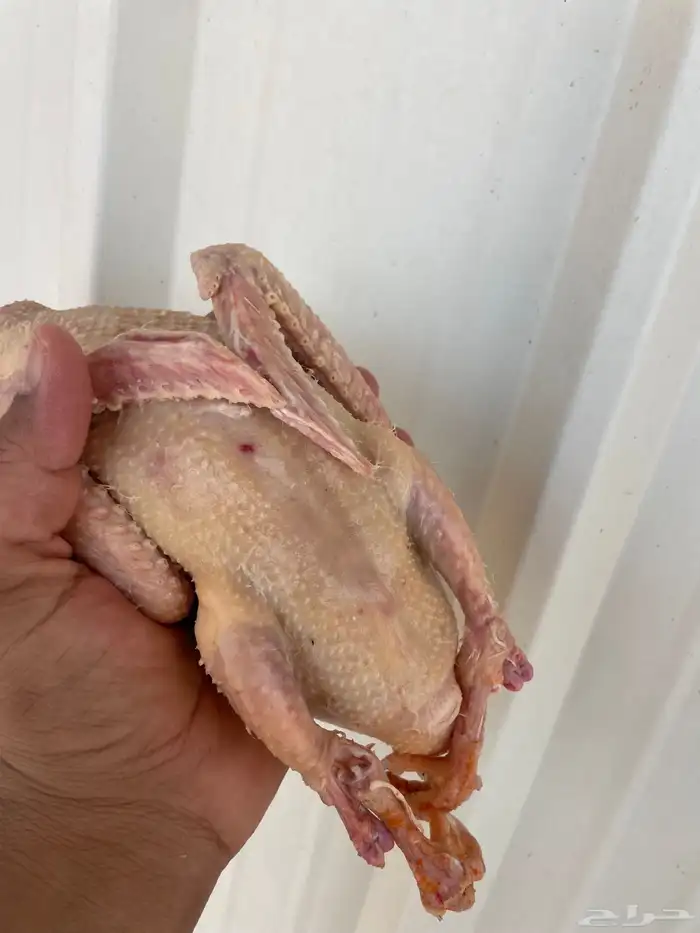 حمام فرنسي سوبر جامبوو 19