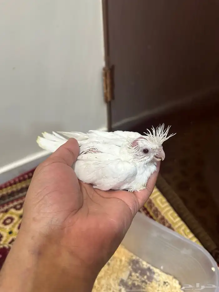 فرخ كروان غر البينو عيون حمر 1