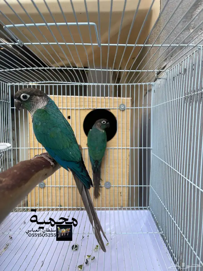 جوز بلو شيك صافي 3