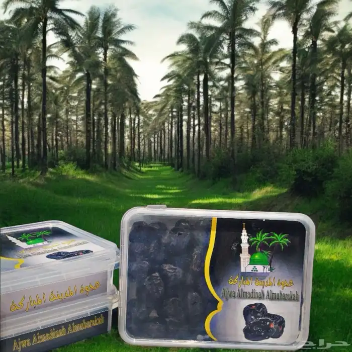 عجوة المدينة المنورة 1