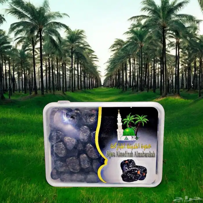 عجوة المدينة المنورة 2