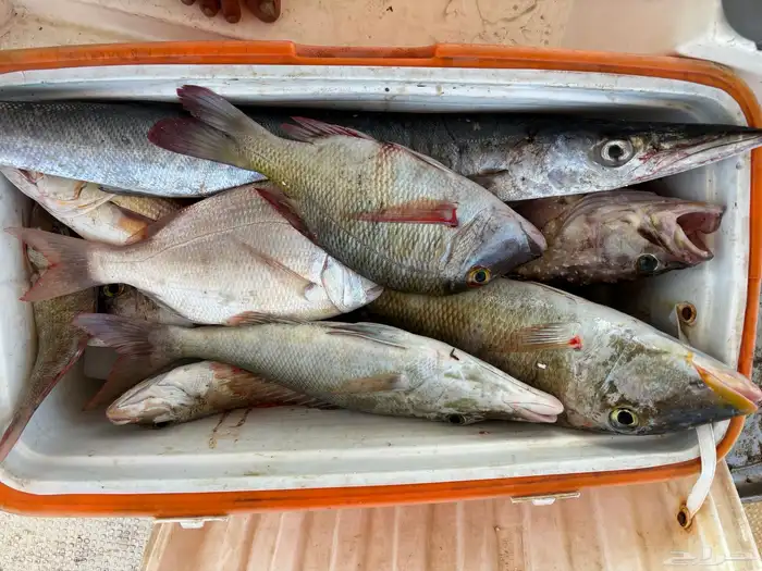 قارب صيد نزهه للإيجار الرايس بوت 1