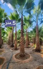 نخل واشنطنيا زينه 6