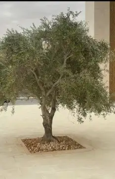اشجار زيتون في مراكن معمر مشاء الله تبارك الله 2