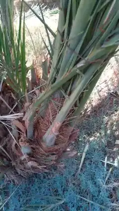 يوجد لدينا جميع انوع النخيل فروخ ونقايل نتوجد في حفر الباط 1