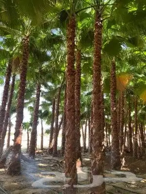 زيتون مثمر ونخيل واشنطني وعربي 1