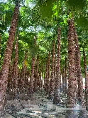 زيتون مثمر ونخيل واشنطني وعربي 4