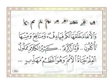 معلم ومدرب للخط العربي وتأسيس الصفوف الأولية 6