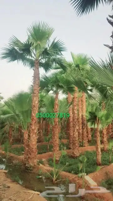نخل واشنطني نخل ملوكي وعربي واشجار ثيل طبيعي للبيع 0