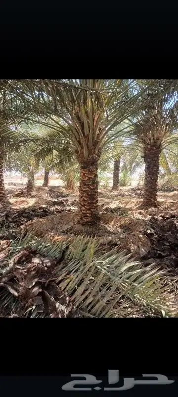 نقوم بتكريب جميع انواع النخل العربي من يريد يتواصل058061510 1